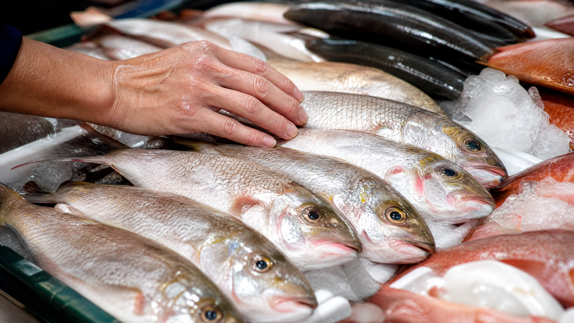 朝の市場で選りすぐられた新鮮な魚が、綺麗に並べられている様子。職人の手が魚の状態を細かくチェックしている。素材の質感が伝わる鮮明な近接写真。